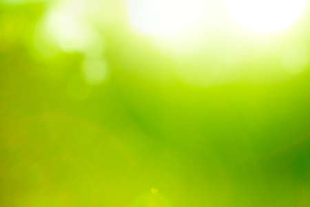 Abstract nature green background (sun flare).の写真素材