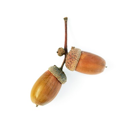 Acorns isolated on a white background.の写真素材