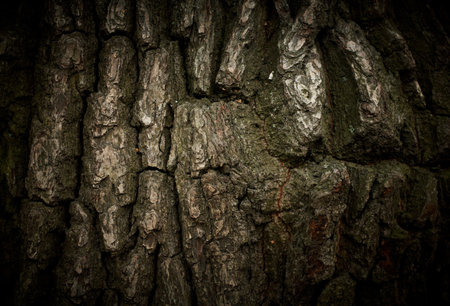 The oak bark texture