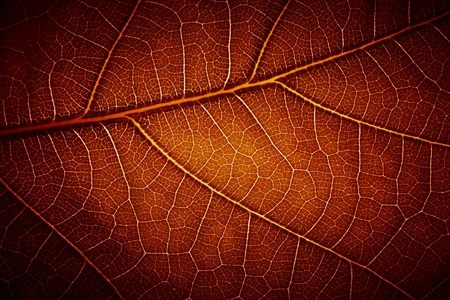  leaf vein textureの写真素材
