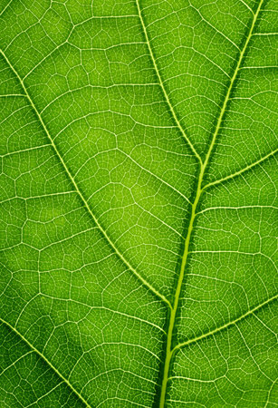 Green background. Oak leaf texture closeup.