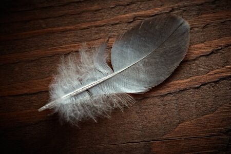Pigeon feather on the old wood texture.の写真素材