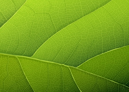 Green leaf texture. のイラスト素材
