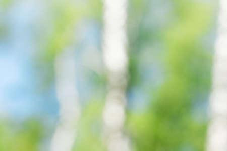 Birch at spring season. Bokeh shot, may use as background. の写真素材
