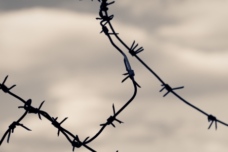 Barbed wire against moody sky. Toned shot, closeup.の写真素材