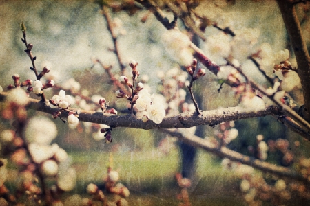 Vintage sakura flowers blossoms at springの写真素材