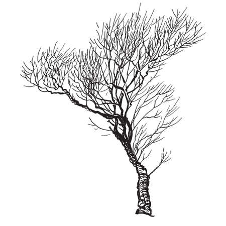 Willow tree at winter season. Vector sketch illustration.のイラスト素材