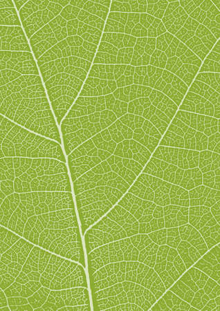 A4 green leaf texture. Leaf veins nature background. Ecology background. Green leaf veins texture.のイラスト素材