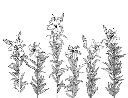 Lilies in black and white styleのイラスト素材