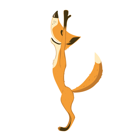 Fox does yoga. Urdhva Hastasana or upward salute yoga pose isolated flat vector icon.のイラスト素材