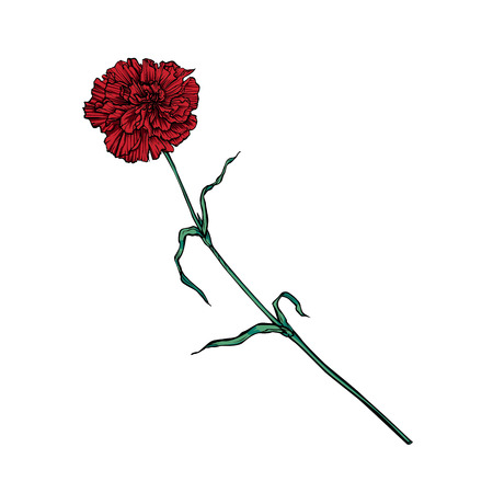 Red carnation flower on a long stem. Vector color isolated imageのイラスト素材