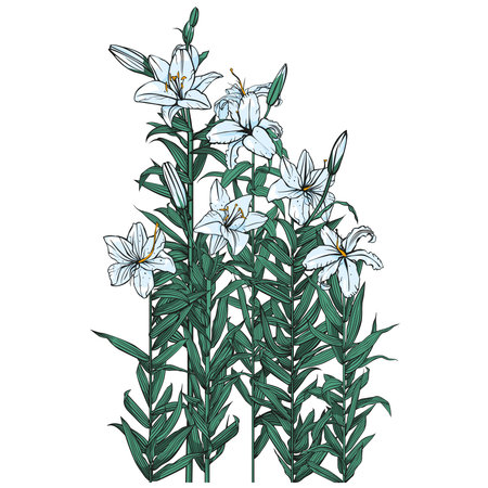 Six blooming white lilies. Vector isolated image.のイラスト素材
