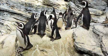 Family of pinguins walking on the stones in aquapark, Lisbon, Portugal  close-up の写真素材