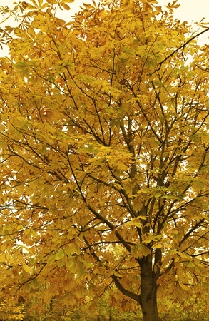 Autumn oak treeの写真素材