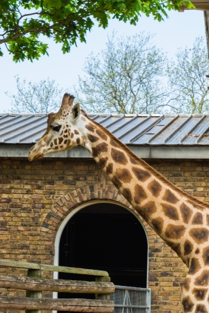 Giraffe in zooの写真素材