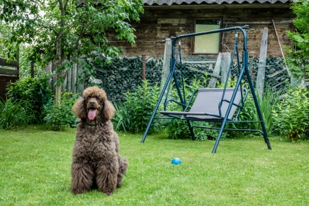Black dog Royal poodle with tongue out in the gardenの写真素材