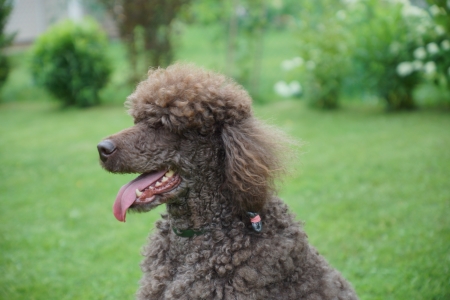 Portrait of black dog Royal poodle with tongue out in the gardenの写真素材
