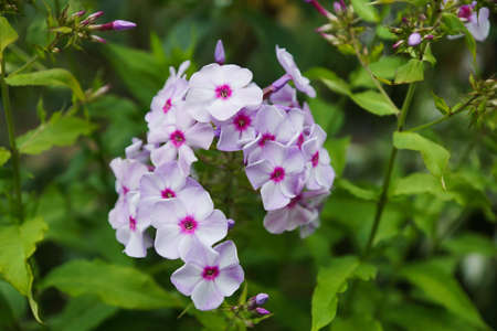 Flowers phlox, Latin Phlox paniculataの写真素材