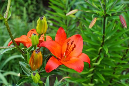 Red lily in the green gardenの写真素材