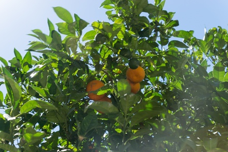 Orange tree in the sunの写真素材