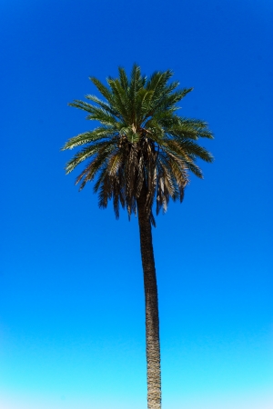 Palm tree in blue skyの写真素材
