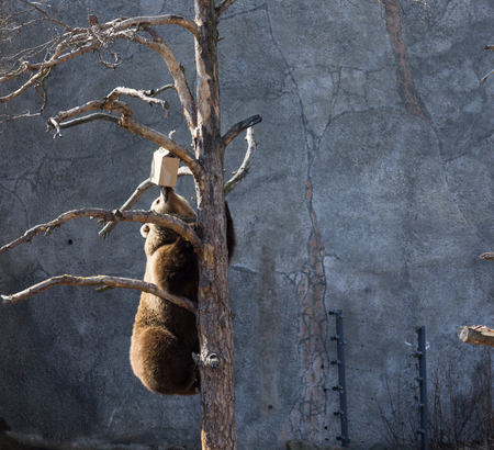 Bear on treeの写真素材