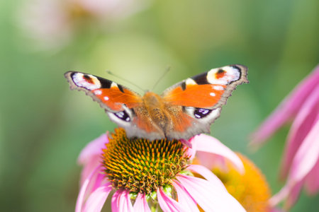 Butterfly on a Flower     の写真素材