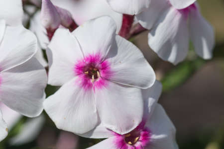 Phlox flowers in the gardenの写真素材