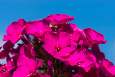 Phlox flowers in the gardenの写真素材