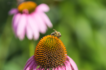 Bumblebee on the flower  Floral background     の写真素材