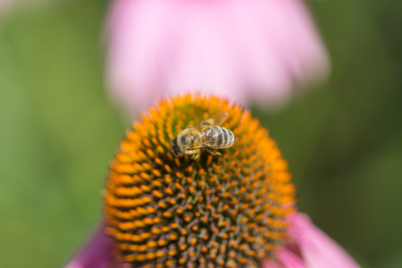 Bee on the flower  Floral background の写真素材