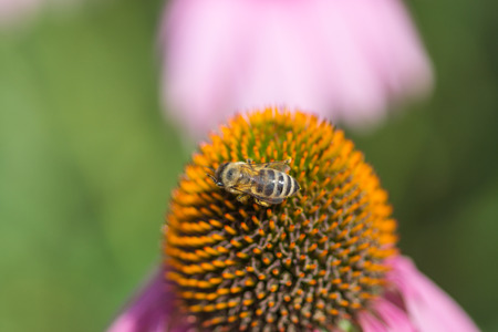 Bee on the flower  Floral background の写真素材