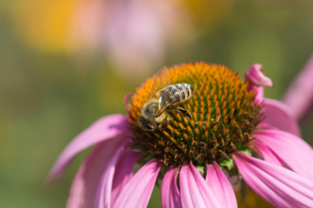 Bee on the flower  Floral background の写真素材