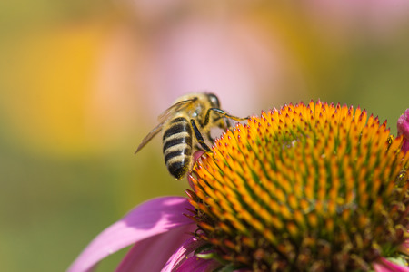 Bee on the flower  Floral background の写真素材