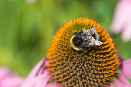 Bumblebee on the flower  Floral background     の写真素材