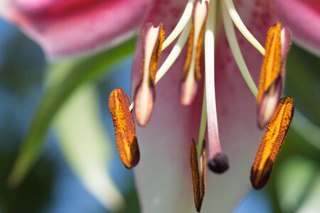 Abstract bright floral backgound  Pink lily の写真素材