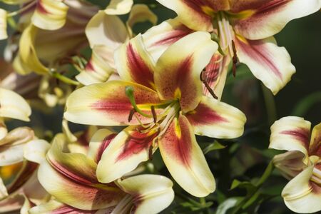 White lily flower in garden Macro backgroundの写真素材