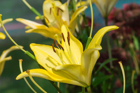 Yellow lily flower in garden  Macro background の写真素材