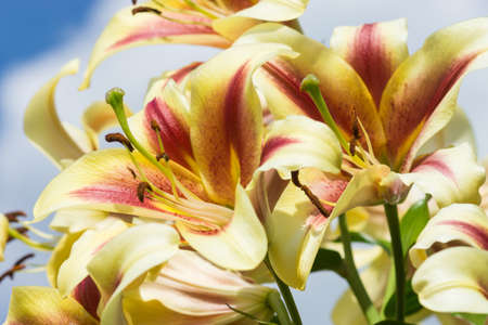 White lily flower in garden  Macro background の写真素材