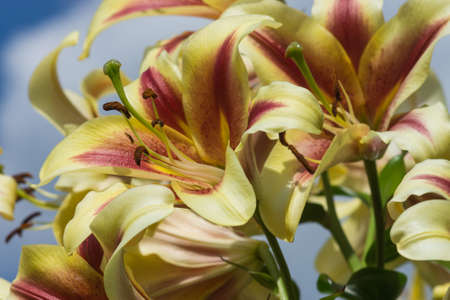 White lily flower in garden Macro backgroundの写真素材