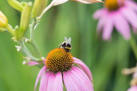 Bumblebee on the flower  Floral background     の写真素材