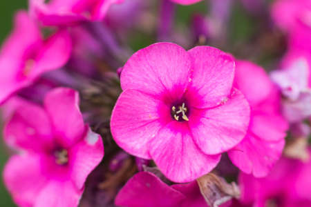Phlox flowers in the gardenの写真素材