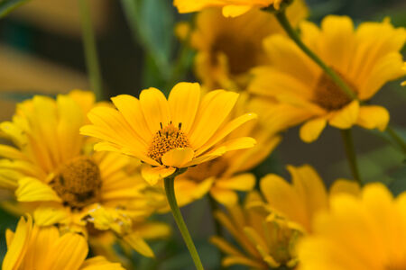 Yellow bright flower backgroundの写真素材