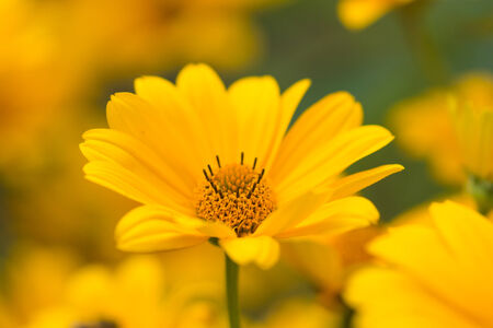 Yellow bright flower backgroundの写真素材