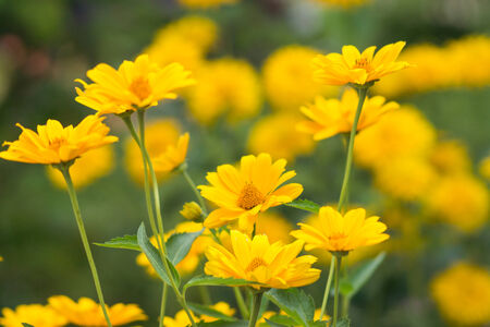 Yellow bright flower backgroundの写真素材