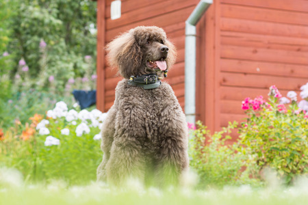 Portrait of black dog Royal poodle with tongue out in the gardenの写真素材