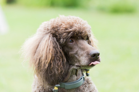 Portrait of black dog Royal poodle with tongue out in the gardenの写真素材