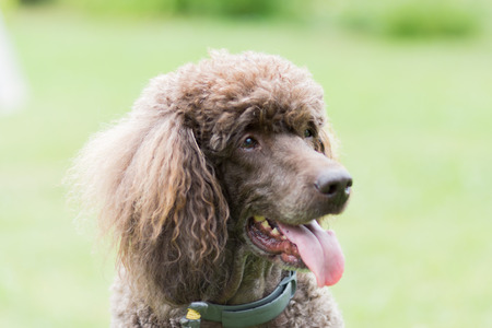 Portrait of black dog Royal poodle with tongue out in the gardenの写真素材