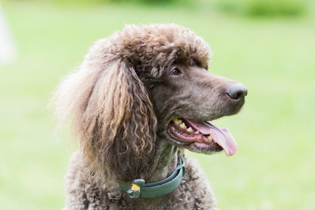 Portrait of black dog Royal poodle with tongue out in the gardenの写真素材