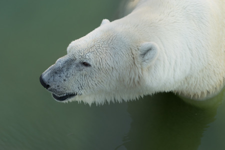 Portrait of large white bear swim in waterの写真素材